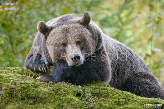 Picture of A brown bear in the forest Big Brown Bear Bear sits on a rock Ursus arctos